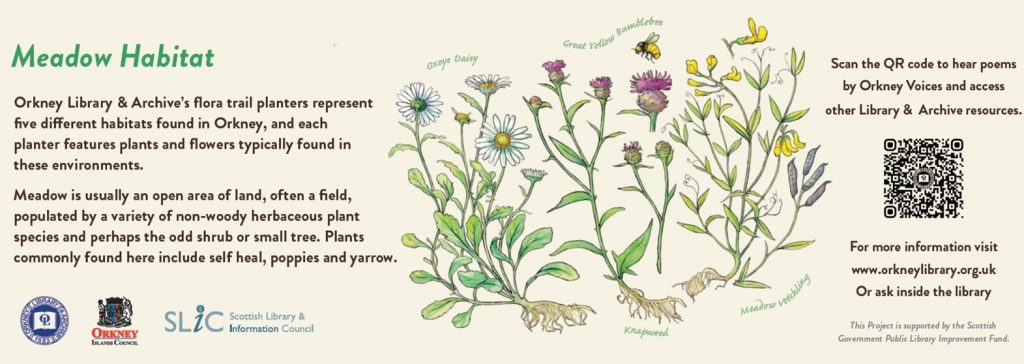 Text and images about Meadow habitats in Orkney