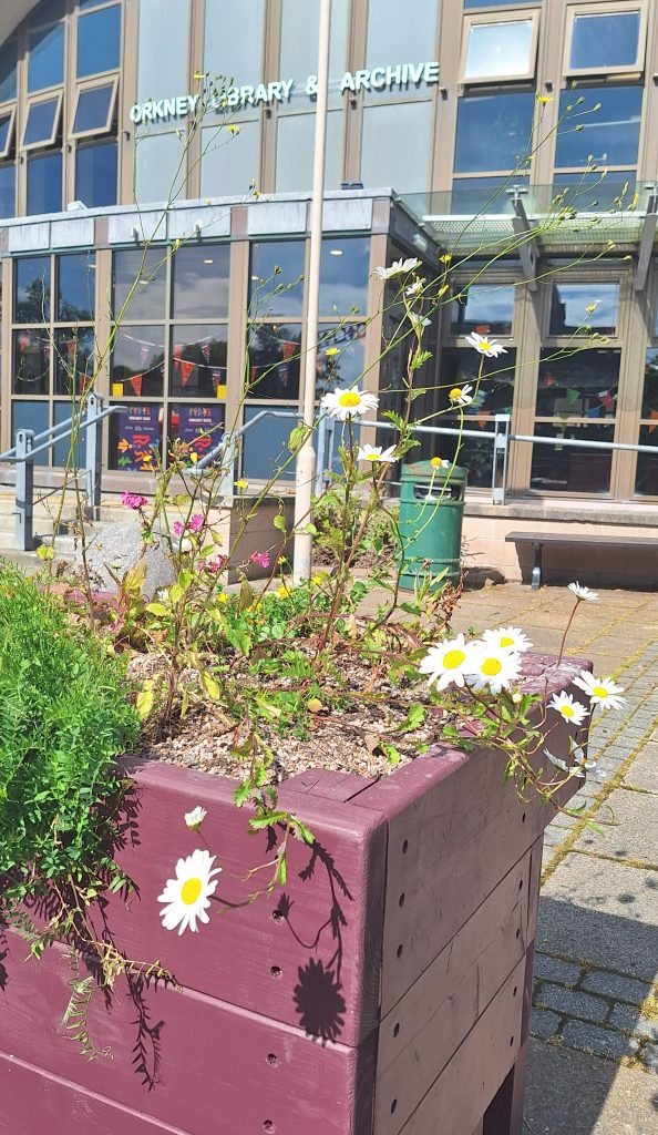 Raised planter beds full of flowers